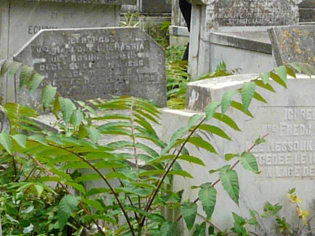 COHEN Rosine का स्मारक