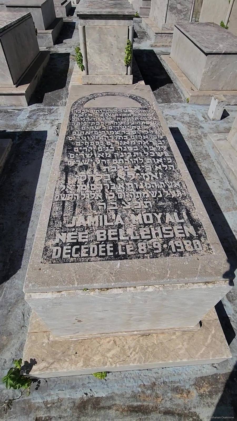 מצבת MOYAL Jamila