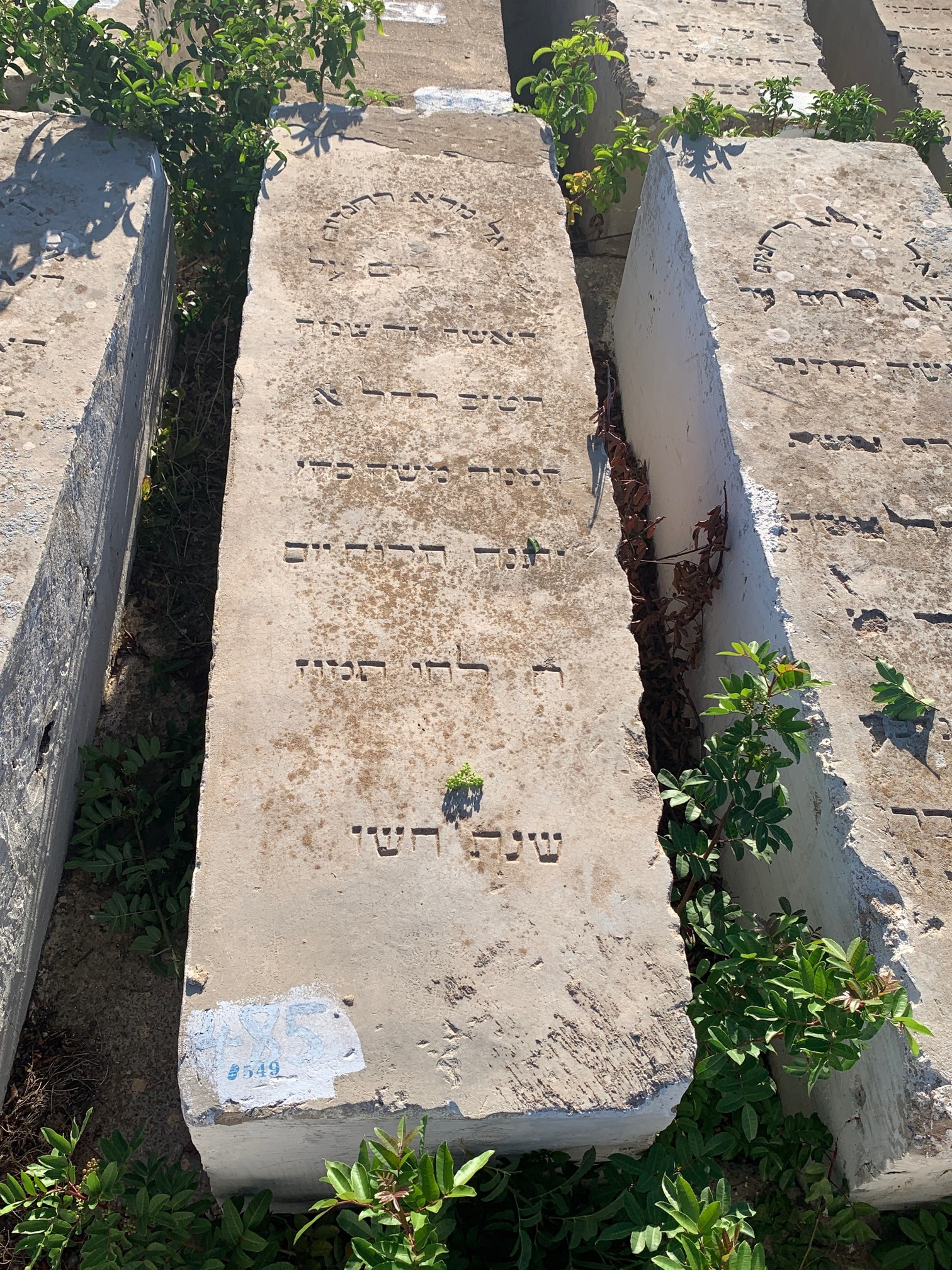 מצבת Cohen Rachel