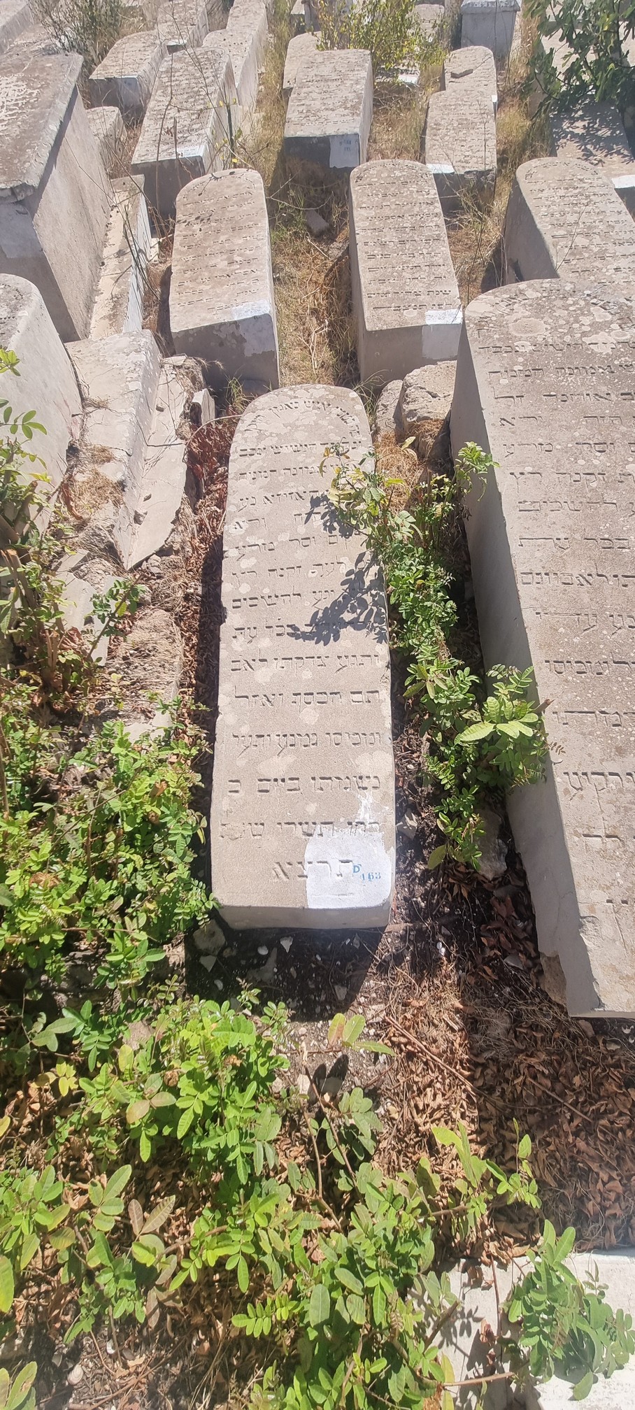 מצבת Haziza