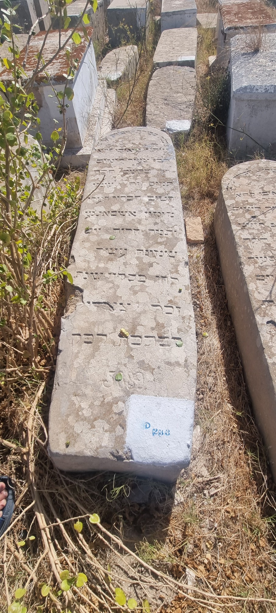 מצבת Assabag Mimoun