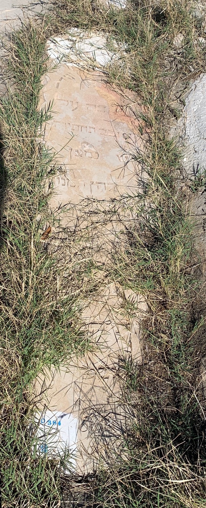 מצבת Cohen Shimon