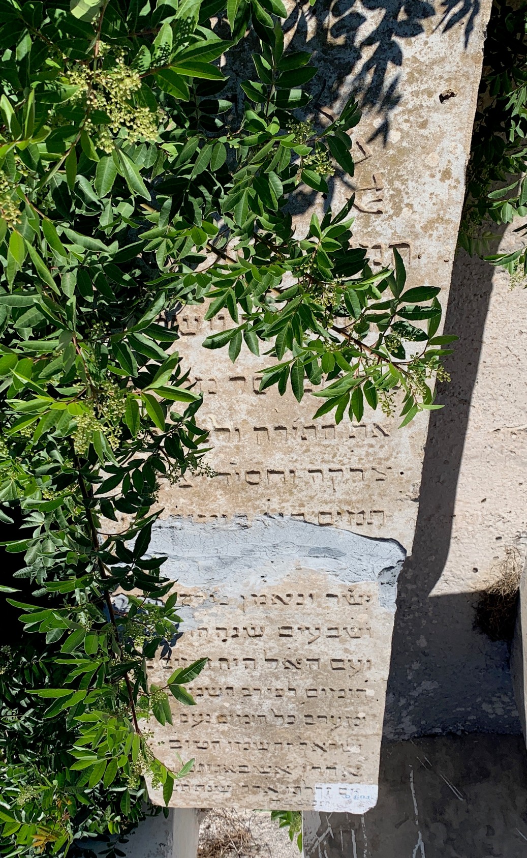 شاهدة قبر Elkayim joseph