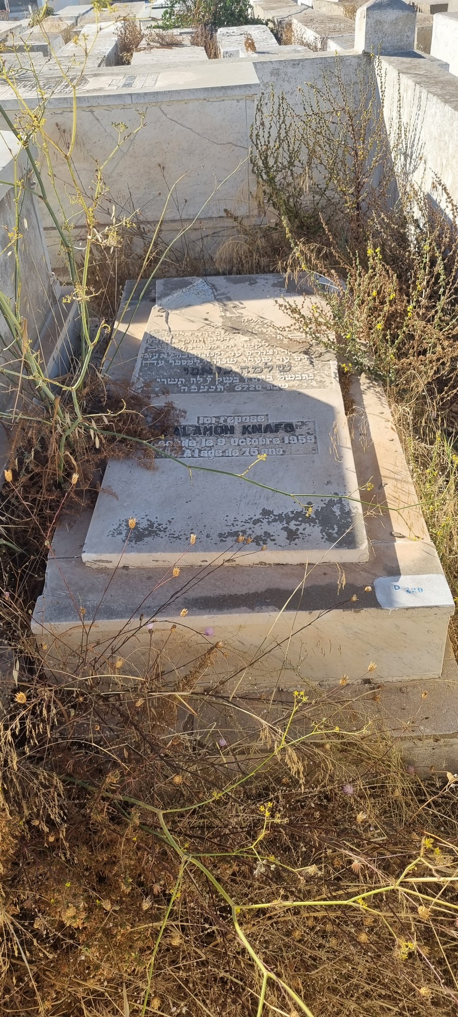 Lápide de Knafo Salomon