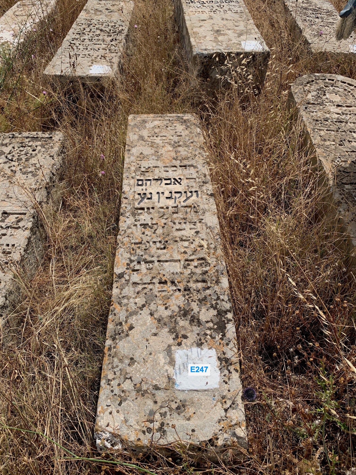 شاهدة قبر Oiknine Abraham