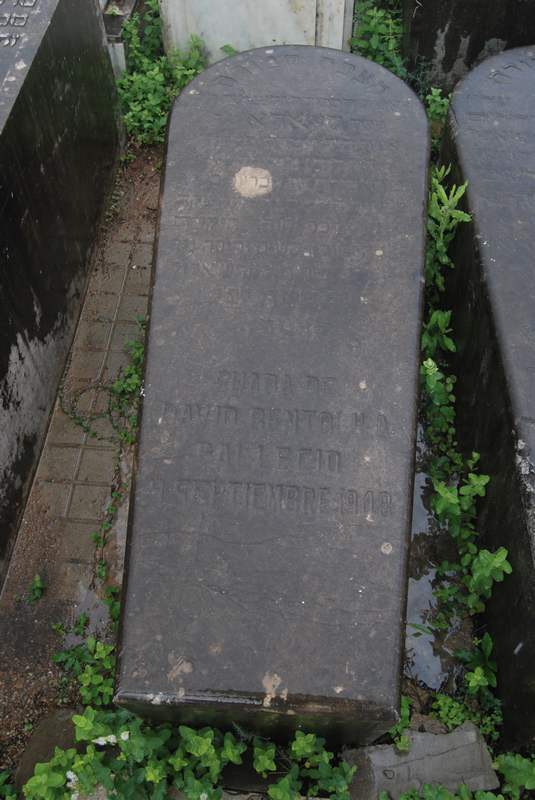 Estela de bentolila shada